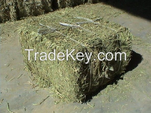 Alfalfa Hay For Sale