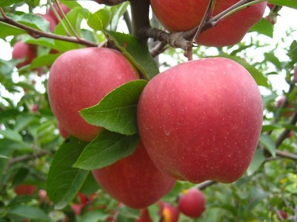 China fresh red fuji apple fruit