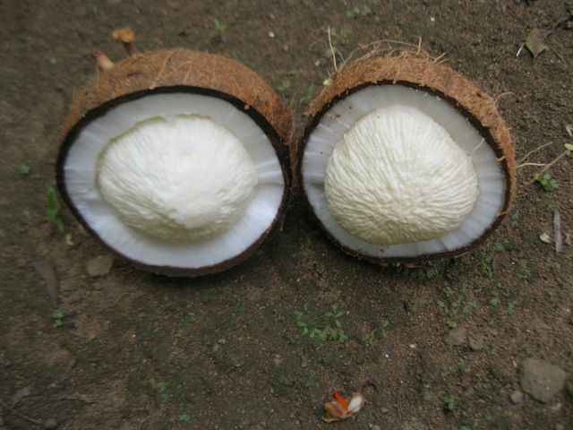 Bottled Coconut Milk With Pulp