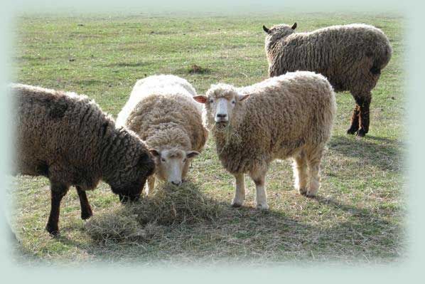 British Wool