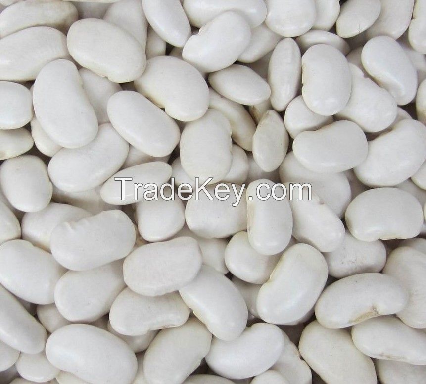 Large White Kidney Beans