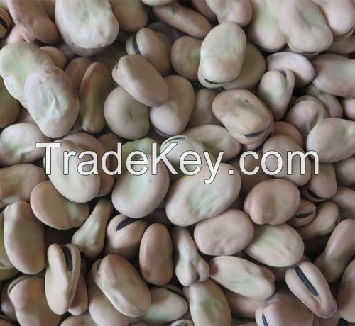 Dried Broad Beans