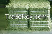 alfalfa straw bales