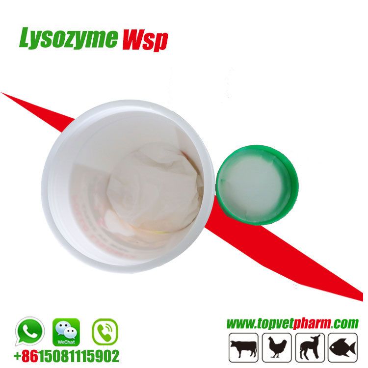 Anti-inflammatory Nutrition Supplement Enzyme Lysozyme Powder