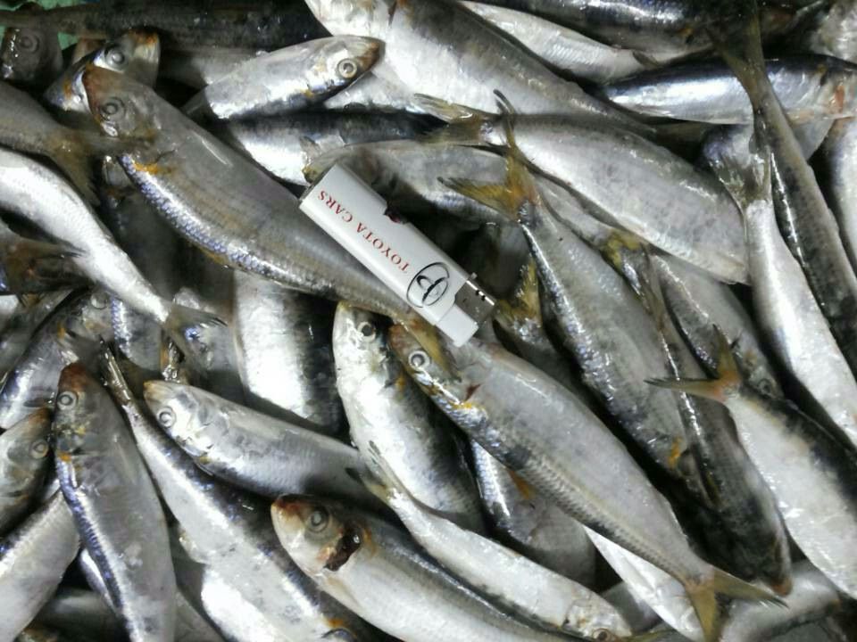 frozen sardine samller size for tuna bait