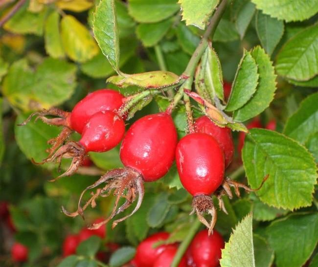 Rosehip powder