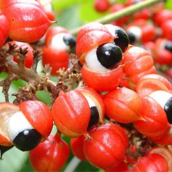 Natural Guarana Extract  