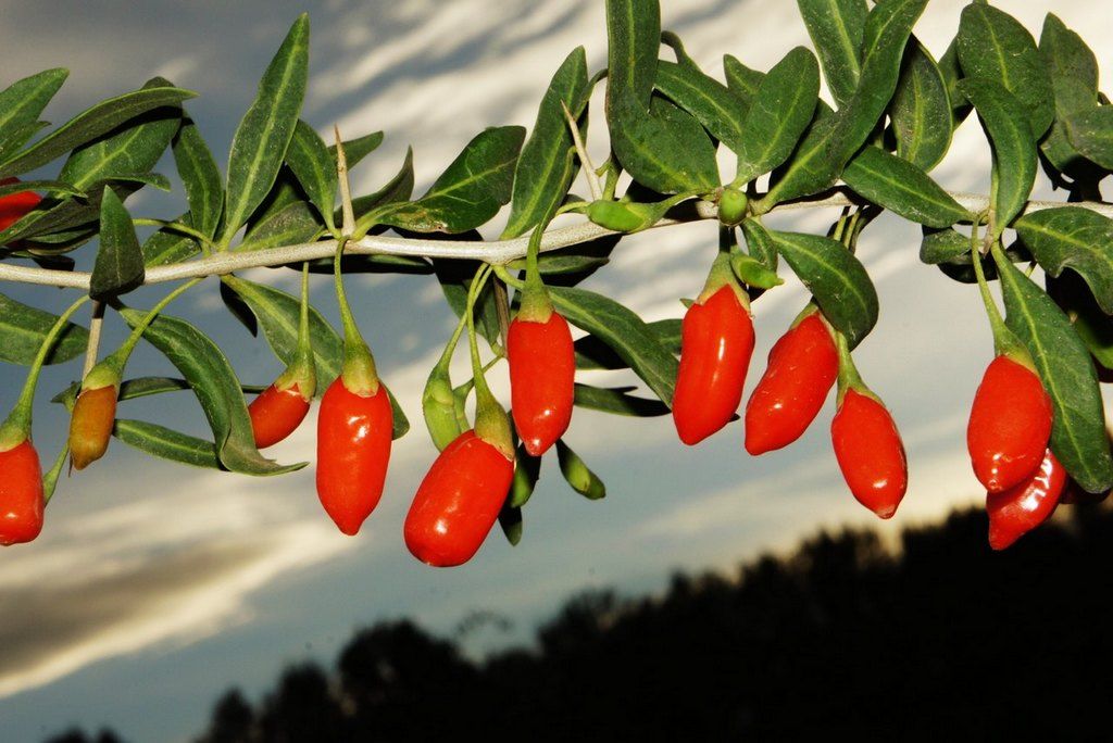 Goji Extract  