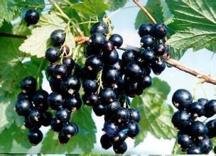 black currant oil