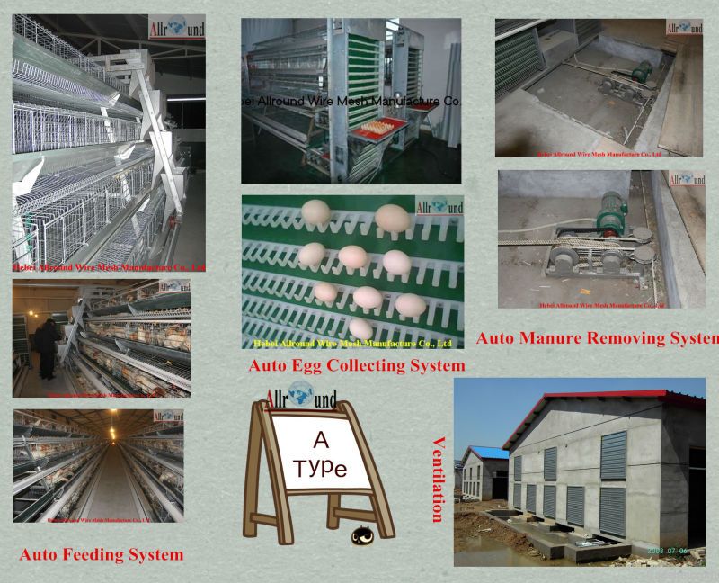 Automatic chicken cage system