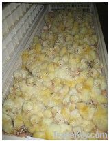 98% hatch rate CE Approve Full chicken incubator and hatchery