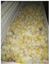 CE Approved Automatic Chicken Incubator  for 48 Eggs(KP-2)