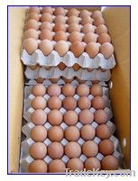 CE Approved Automatic Chicken Incubator  for 48 Eggs(KP-2)