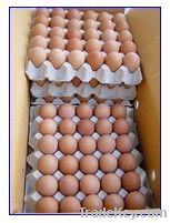 2112 Eggs CE Marked Automatic Egg Turning Quail Egg Incubator