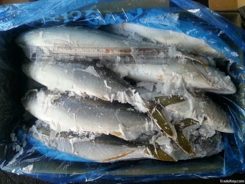 HIGH QUALITY FROZEN YELLOW TAIL