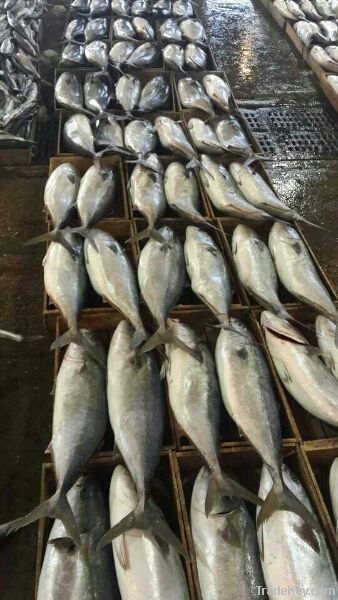 HIGH QUALITY FROZEN YELLOW TAIL