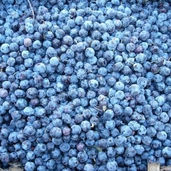 supply frozen blueberry frozen fruit