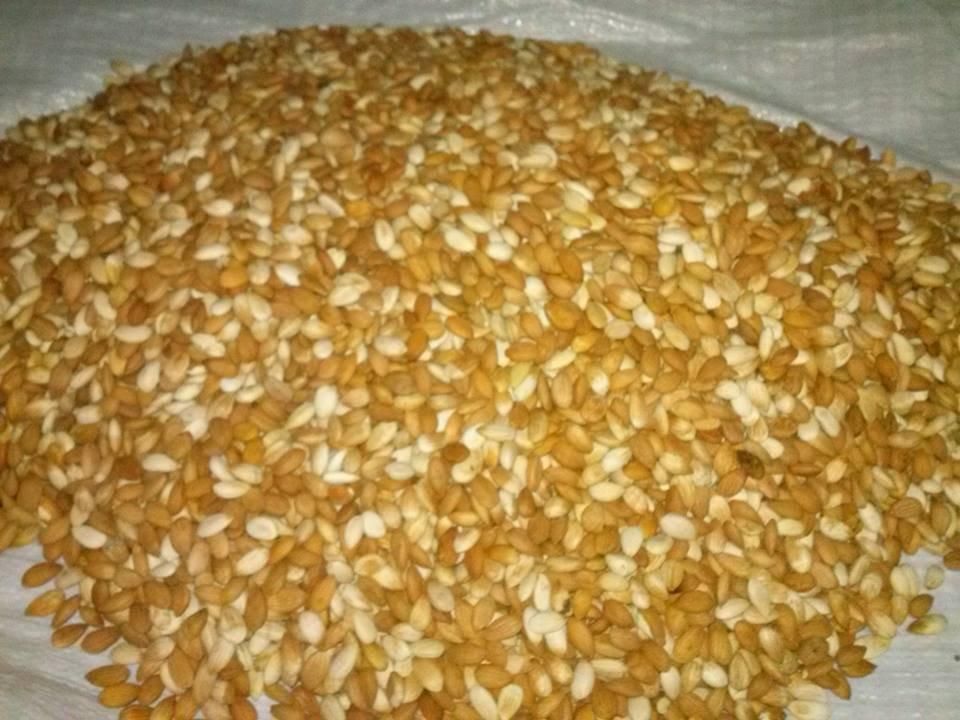 Apricot Kernels