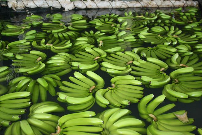 Fresh Grade A cavendish bananas for sale