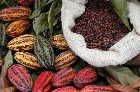 High Quality Dried Raw Cocoa Beans for Sale