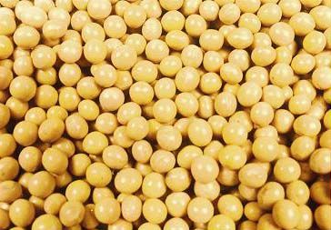 Best Grade soybeans for sale