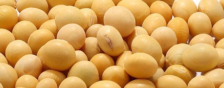  Low price quality soybeans for sale  