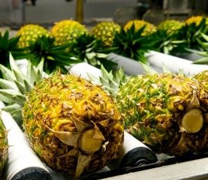 Sweet fresh pineapples for sale