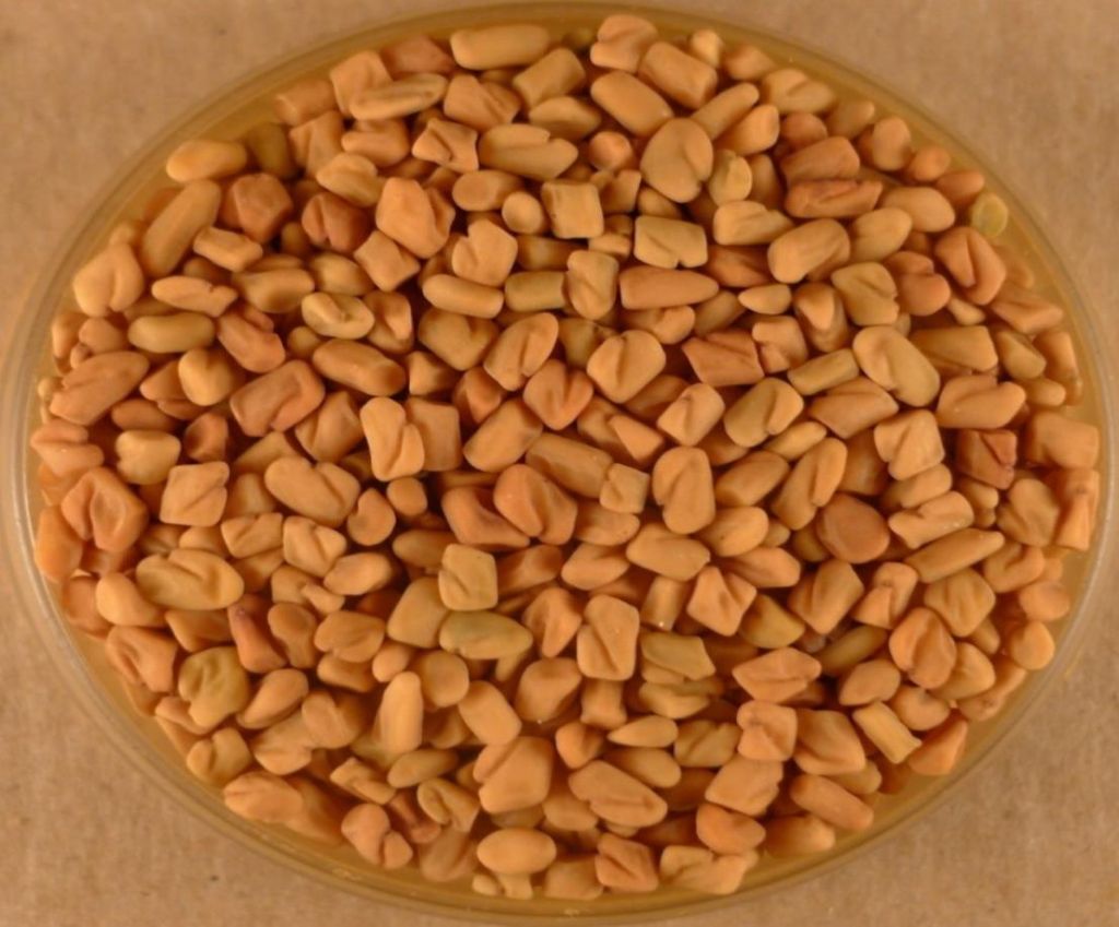top quality fenugreek seeds for sale