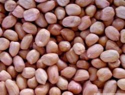 Best quality Low price  Hps peanuts suppliers