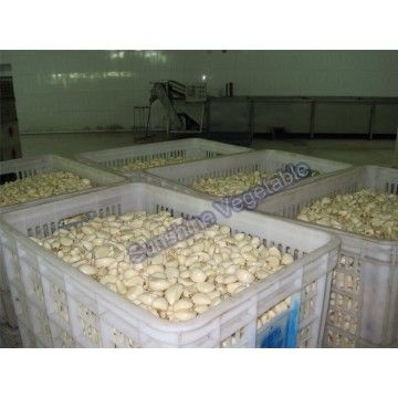 Peeled Garlic in Brine 600-800 pieces/kg