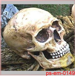 Polyresin Skull