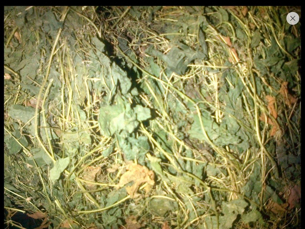 100% Jamaican Organic Cerasee Herbs