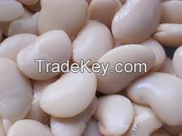 Fresh White Butter Beans For Sell