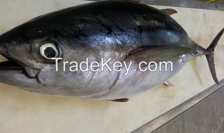 Yellow Fin Tuna