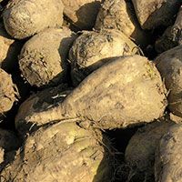 Sugar Beet