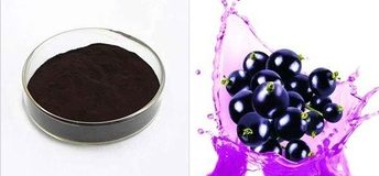 Best Quality Bilberry Fruit Extract Powder