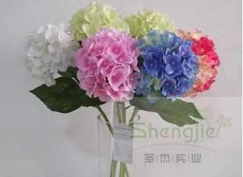 Hydrangea  from 5 floor single flower