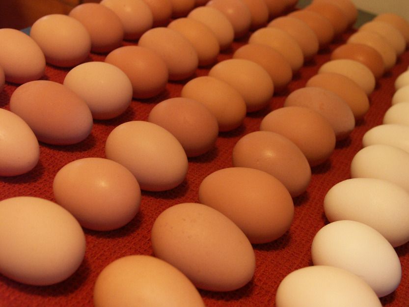 FRESH CHICKEN EGGS Available for sale at unbeatable prices