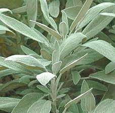 SALVIA  OFFICINALIS