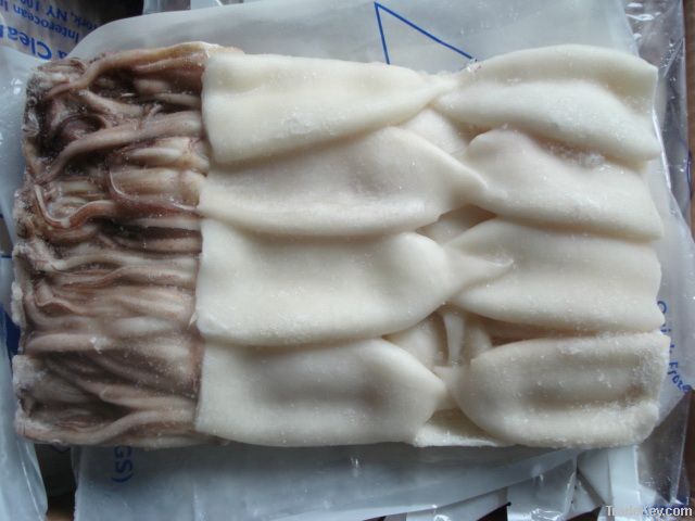 Squid Todarodes Pacificus, ILLEX, LOLIGO, Bartrami