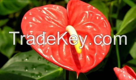 Anthurium