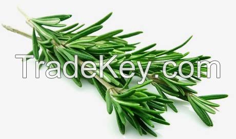 Rosemary