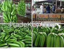 Fresh Class A Green Cavendish Bananas