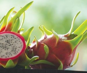 DRAGON FRUIT