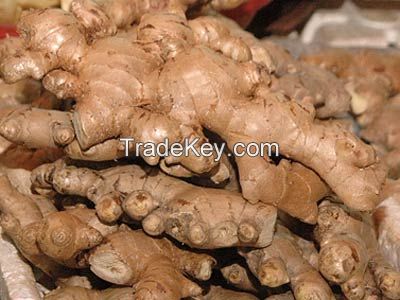 FRESH GINGER CROP 2014