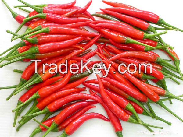 Fresh Small Red chilli