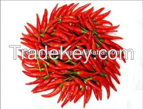 Fresh Red Hot chilli