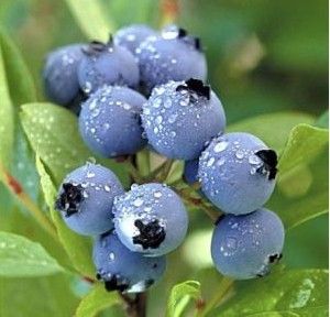 Anthocyanin 25%-50%  Vaccinium vitis-idaea L 