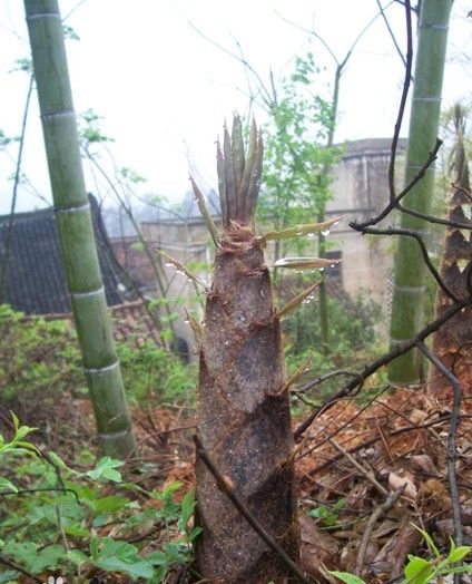  Bamboo shoots Extract or Dictyophora duplicata powder