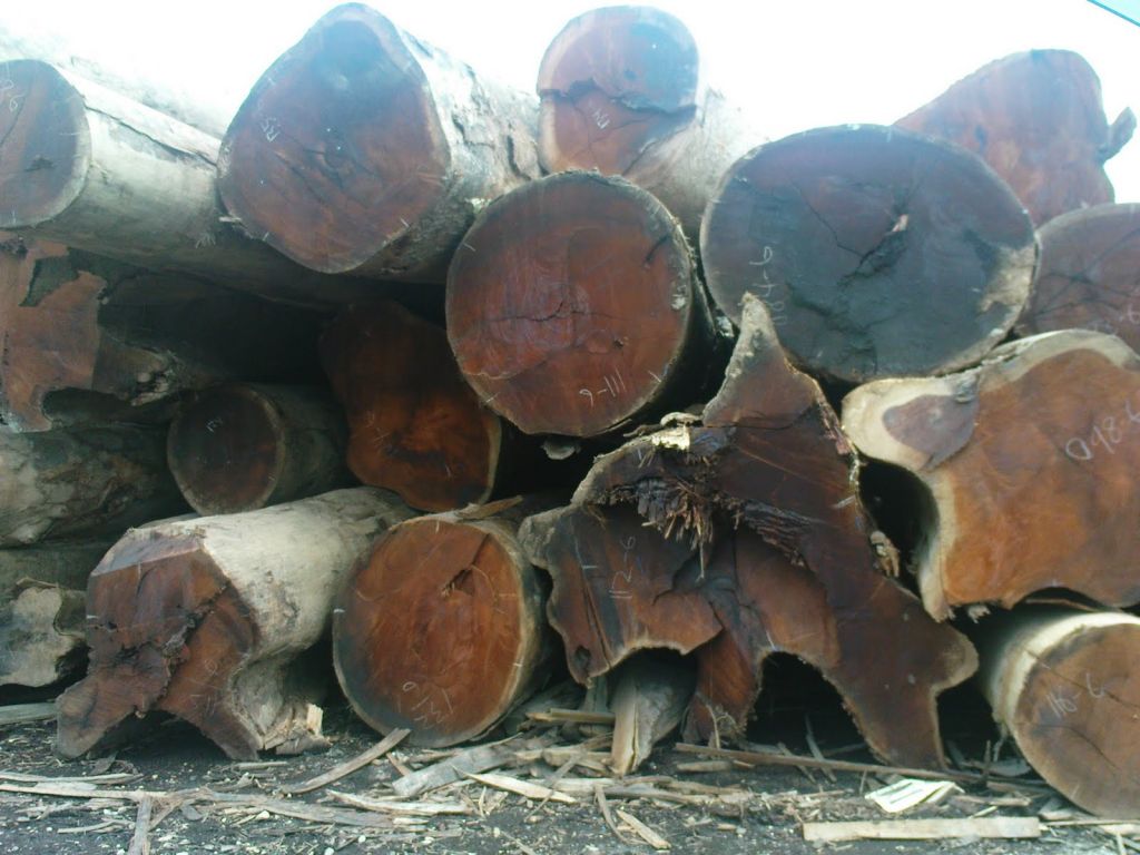 Timber, round logs, Azobe, Bilinga, Pachyloba, Padouk, Sapelli, Tali, Teak, Wenge in bulk.